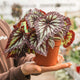 Simegarden Begonia rex "fireworks" 12 cm