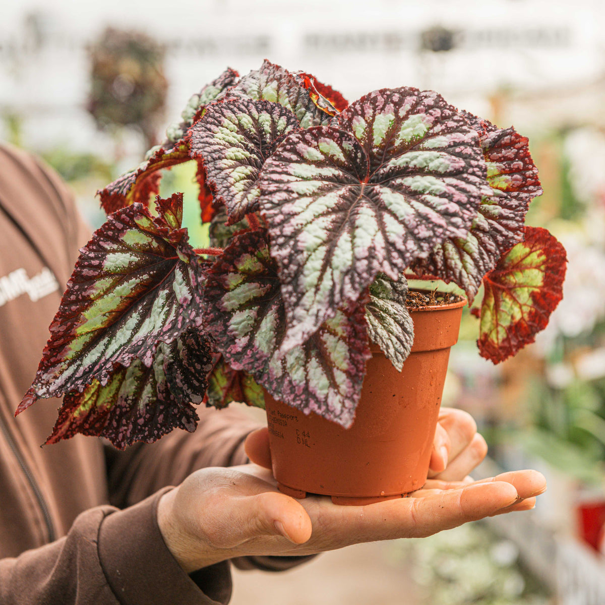 Begonia rex 
