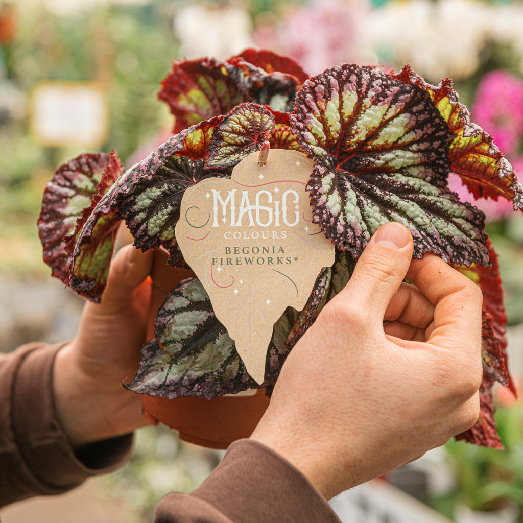 Begonia rex 