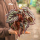 Simegarden Begonia rex "fireworks" 12 cm