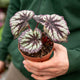Simegarden Begonia rex "fireworks" 12 cm - pianta da curare