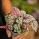 Simegarden Begonia Rex Hugh McLauchlan 6 cm