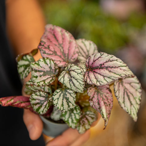 Simegarden Begonia Rex Hugh McLauchlan 6 cm