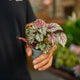 Simegarden Begonia Rex Hugh McLauchlan 6 cm