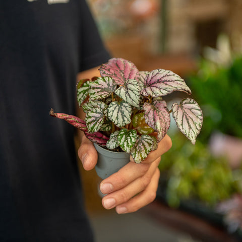 Simegarden Begonia Rex Hugh McLauchlan 6 cm