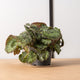Simegarden Begonia sizemoreae