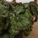 Simegarden Begonia sizemoreae