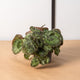 Simegarden Begonia sizemoreae