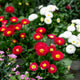 Simegarden Bellis perennis