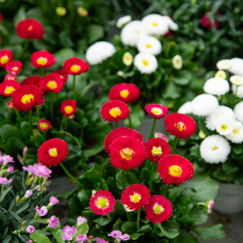 Simegarden Bellis perennis
