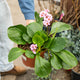 Simegarden Bergenia cordifolia 22 cm