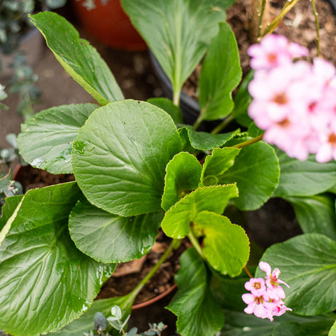 Simegarden Bergenia cordifolia 22 cm