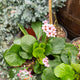 Simegarden Bergenia cordifolia 22 cm
