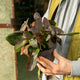 Simegarden Bergenia cordifolia bressingham white 17 cm