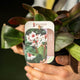 Simegarden Bergenia cordifolia bressingham white 17 cm