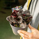 Simegarden Bergenia cordifolia eroica 17 cm