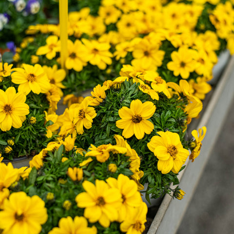 Simegarden Bidens 14 cm / Giallo