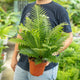 Simegarden Blechnum gibbum “Silver Lady” 17 cm