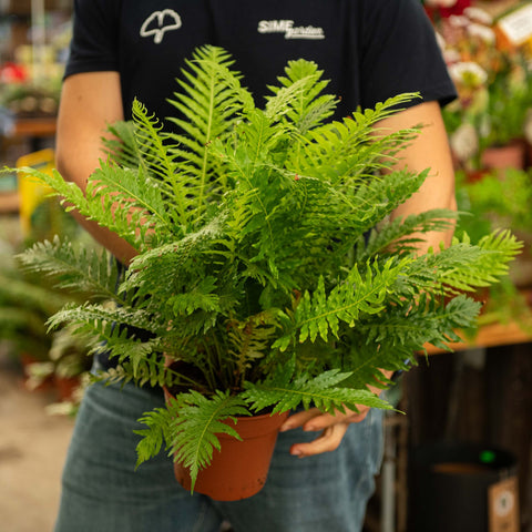 Simegarden Blechnum gibbum “Silver Lady” 17 cm