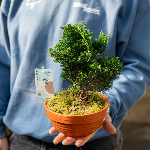 Simegarden Bonsai Chamaecyparis