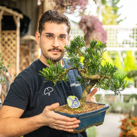 Simegarden Bonsai Podocarpus