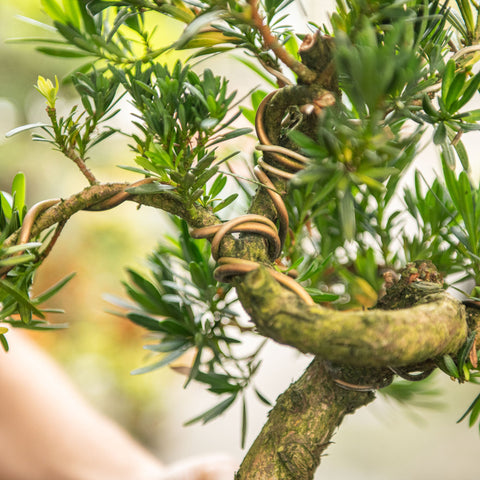 Simegarden Bonsai Podocarpus