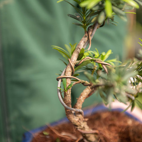Simegarden Bonsai Podocarpus 18.5 cm
