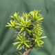 Simegarden Bonsai Podocarpus 18.5 cm