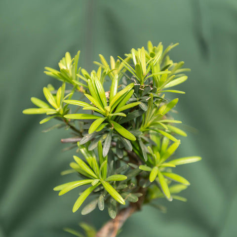 Simegarden Bonsai Podocarpus 18.5 cm