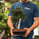 Simegarden Bonsai Podocarpus 19.5 cm