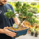 Simegarden Bonsai Podocarpus 24 cm - ESEMPLARE
