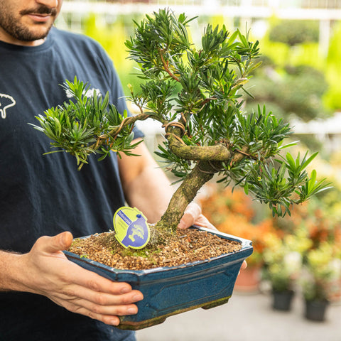 Simegarden Bonsai Podocarpus 24 cm - ESEMPLARE
