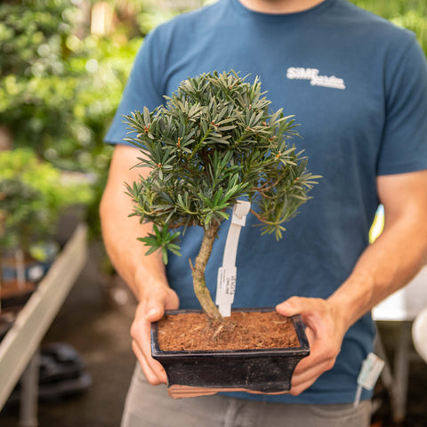 Simegarden Bonsai Podocarpus