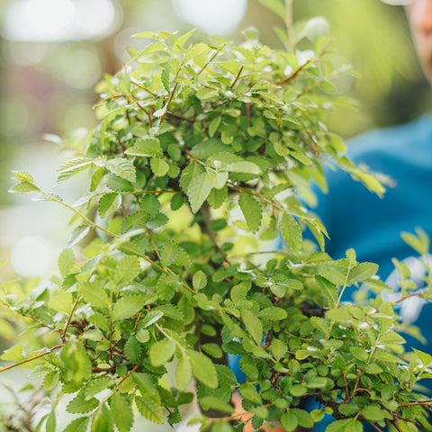 Simegarden Bonsai Zelkova