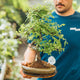 Simegarden Bonsai Zelkova 23.5 cm - vaso verde
