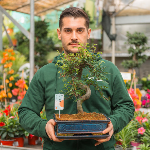 Simegarden Bonsai Zelkova 28.5 cm