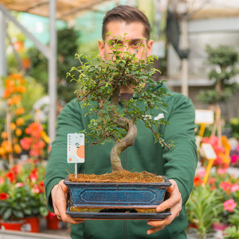 Simegarden Bonsai Zelkova 28.5 cm