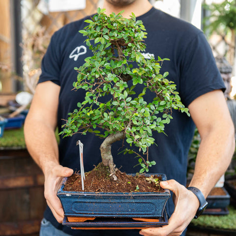 Simegarden Bonsai Zelkova 28.5 cm - vaso blu