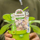 Simegarden Borago officinalis 14 cm