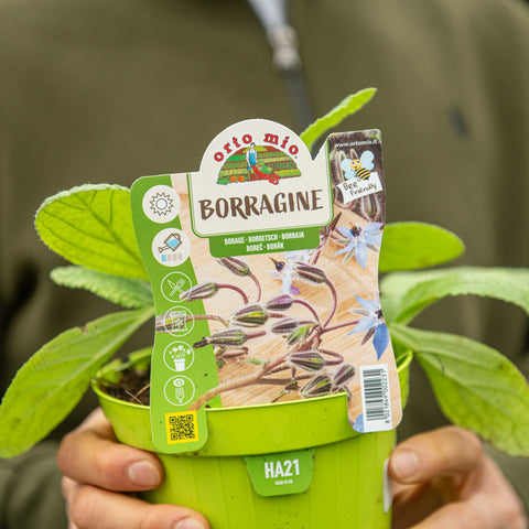 Simegarden Borago officinalis 14 cm