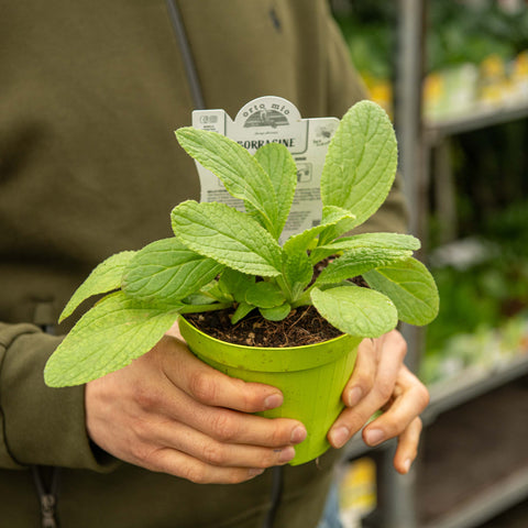 Simegarden Borago officinalis 14 cm