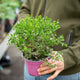 Simegarden Boronia crenulata 14 cm