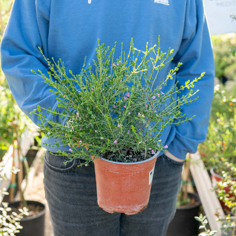 Simegarden Boronia crenulata 17 cm