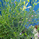 Simegarden Boronia crenulata 17 cm