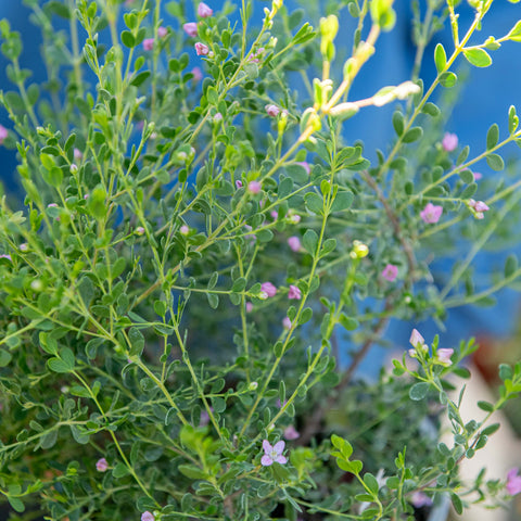 Simegarden Boronia crenulata 17 cm
