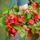 Simegarden Bougainvillea albero
