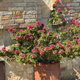 Simegarden Bougainvillea mini thai 17 cm