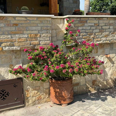 Simegarden Bougainvillea mini thai 17 cm