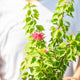 Simegarden Bougainvillea mini thai 17 cm