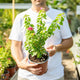 Simegarden Bougainvillea mini thai 17 cm